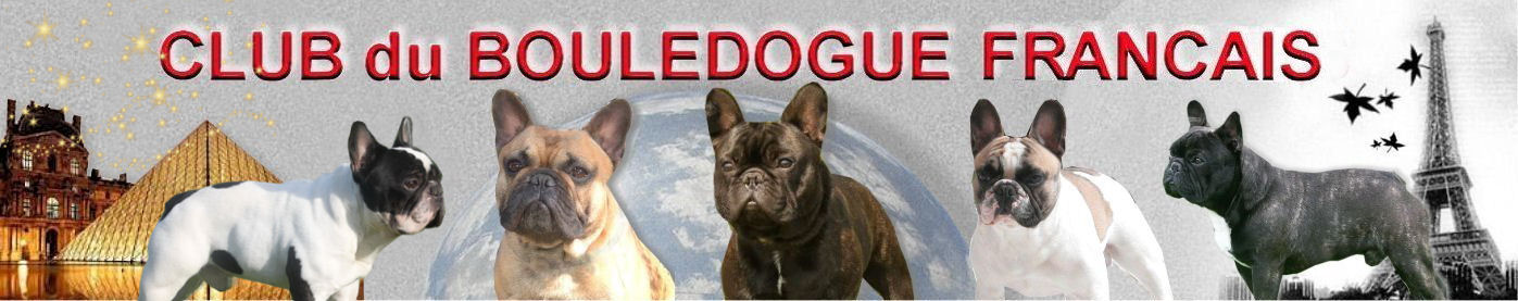 CLUB DU BOULEDOGUE FRANCAIS