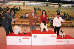 Filibert de la Vallée de l'Iroise sur le ring d'honneur