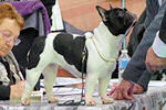 Lulu Kastagnette de Landouar sur la table du juge au Paris Dog Show (janvier 2017)