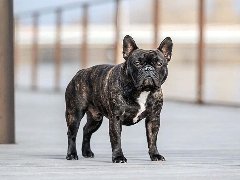 Telonius des Boules Aux Mil Facettes