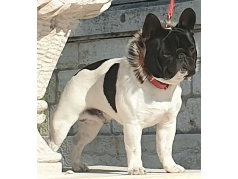 Ty Gibus de Landouar