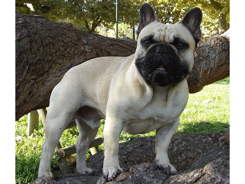 V8 de la Maison d'Oscar Et Cie