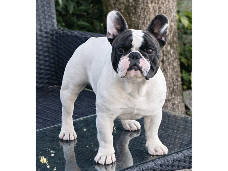 Veseli Vito de Sable et Sinople