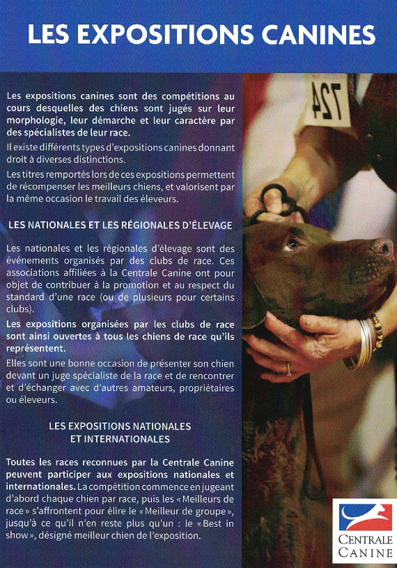 Les expositions canines