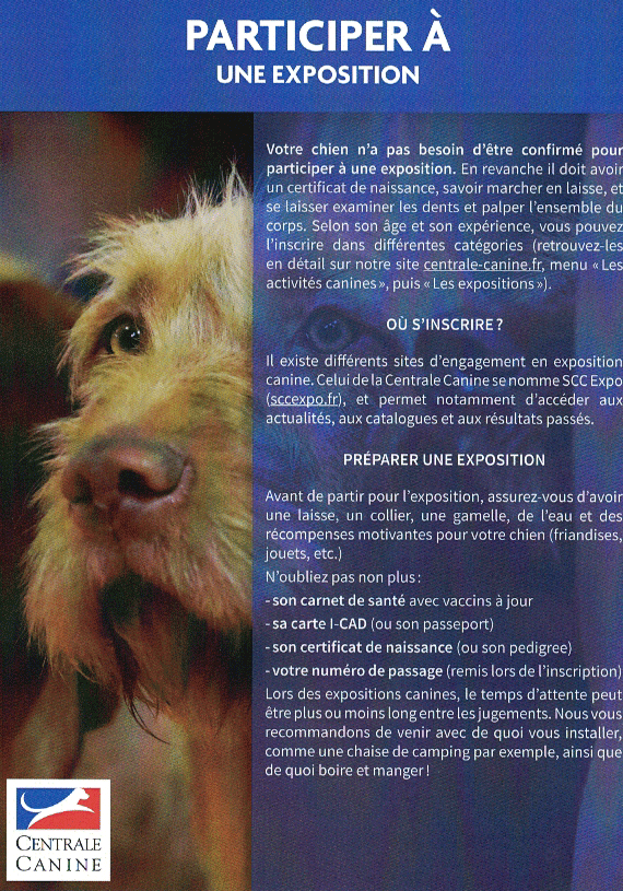 Participer à une exposition canine